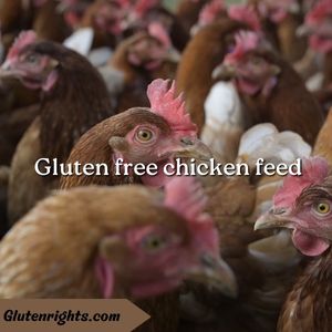 gluten free chicken feed